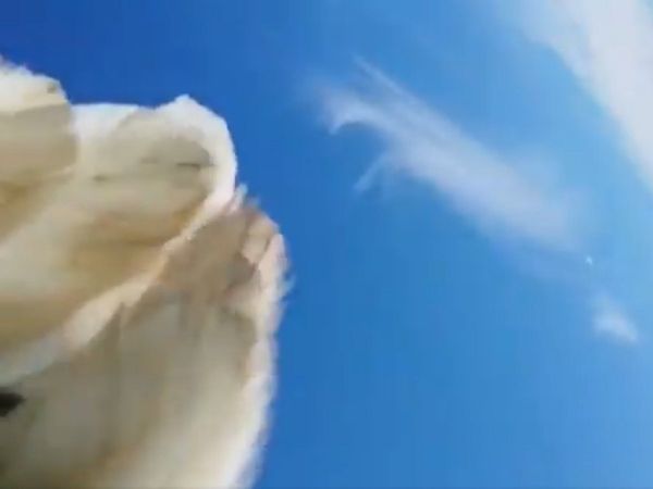 समुद्र के ऊपर आसमान में उड़ान भर रहा था ड्रोन, तभी आया गिद्ध और..., देखें ये वायरल वीडियो