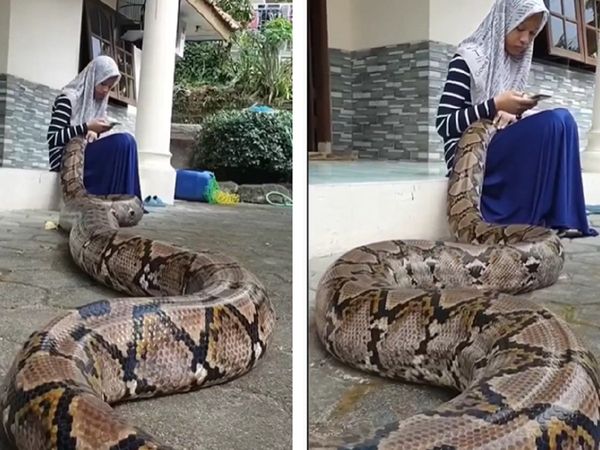 लड़की की गोद में अजगर! वीडियो देख उड़ जाएंगे होश