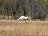 Rare White kangaroo found in australia photo goes viral