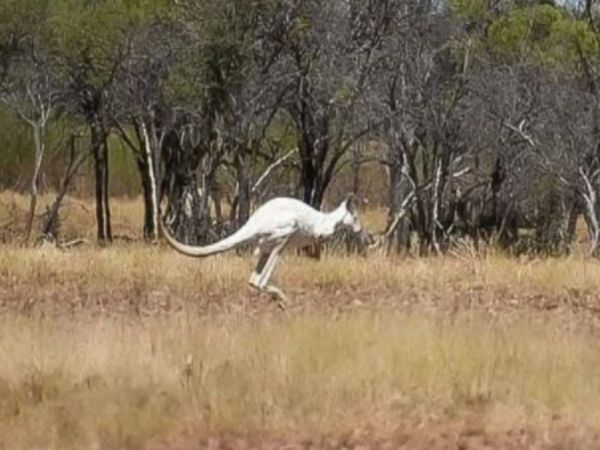 Rare White kangaroo found in australia photo goes viral