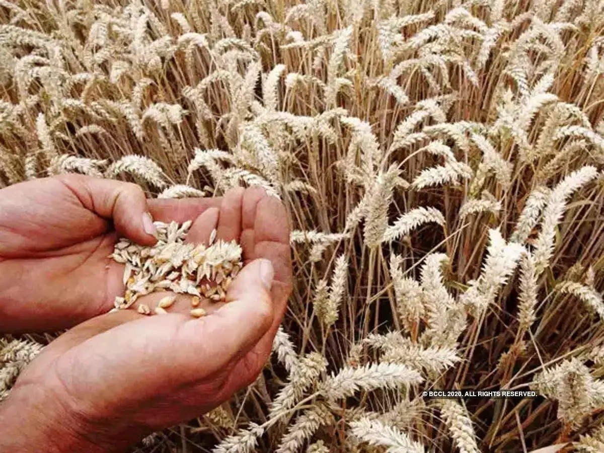 Wheat Export: भारत सरकार ने गेहूं निर्यात पर लगाई रोक, यह है वजह