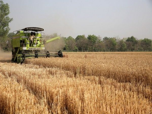 wheat export ban from india