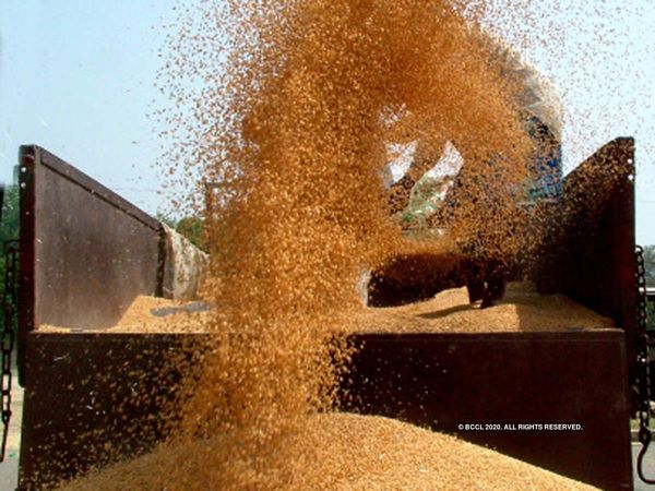 Wheat, gram and maize prices are below MSP despite record government Purchase