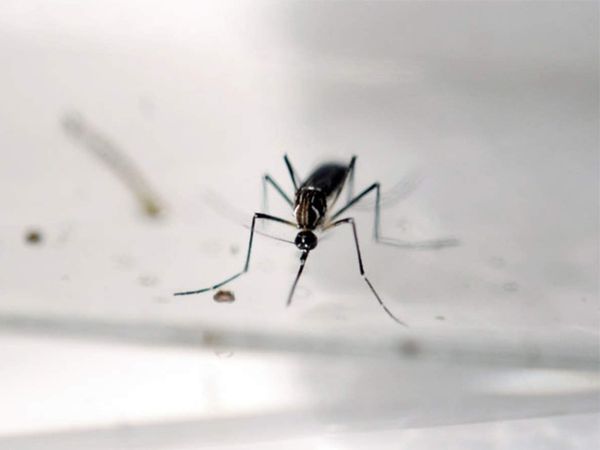 How to prevent dengue disease