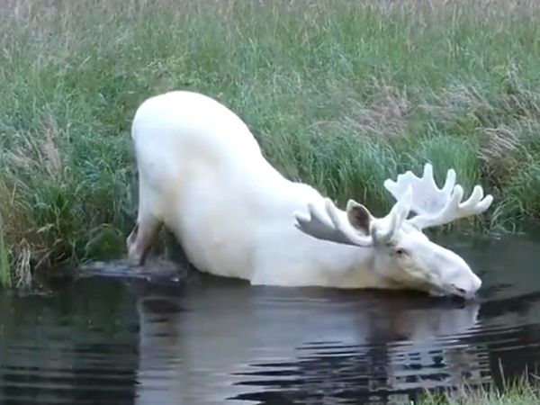 White Moose Found in Sweden Video Goes Viral on Social Media