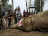 wild elephant laden died