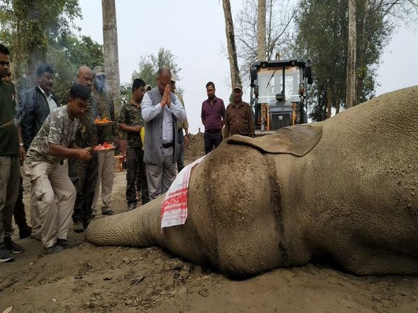 wild elephant laden died