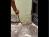 Snake Video woman handling snake in cool way watch video in hindi