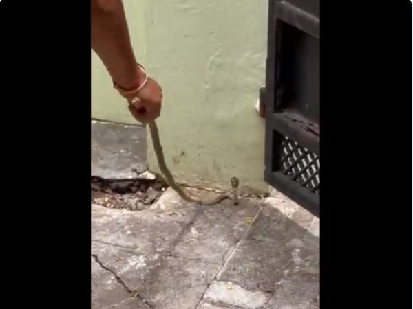 Snake Video woman handling snake in cool way watch video in hindi