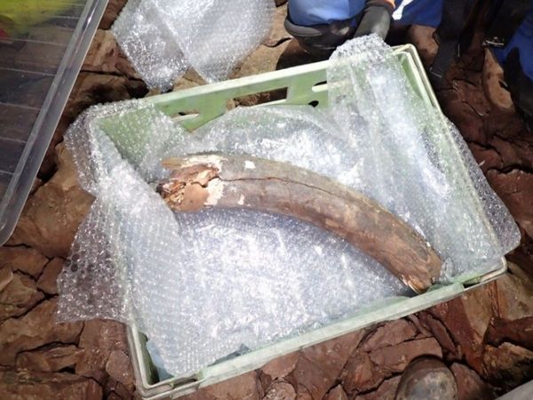  Huge 60000 years old woolly mammoth found under new build town in incredible discovery