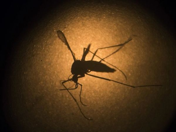 Zika virus in UP: कोविड के बीच जीका वायरस की टेंशन, UP में पहला केस, दिल्‍ली से रवाना हुई विशेषज्ञों की टीम