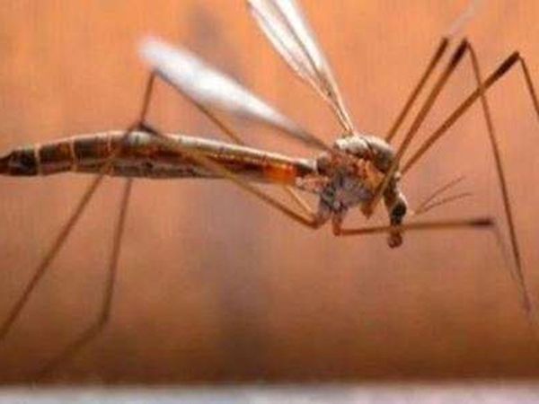 Kanpur : 30 more test positive for Zika virus in Kanpur, active cases jump to 66