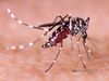 zika virus kanpur,zika virus kanpur news, 