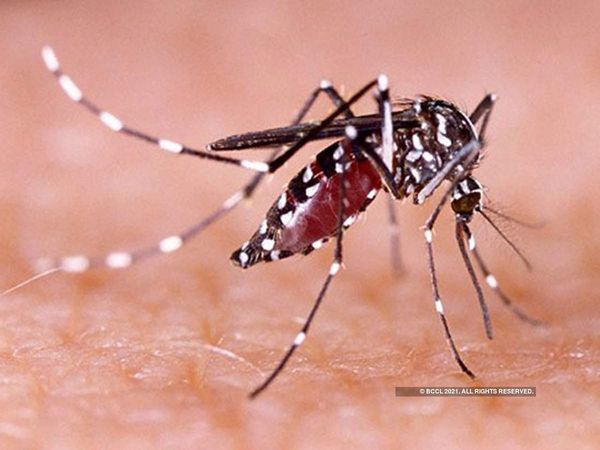 zika virus kanpur,zika virus kanpur news, 