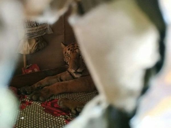 tiger sitting on a bed 