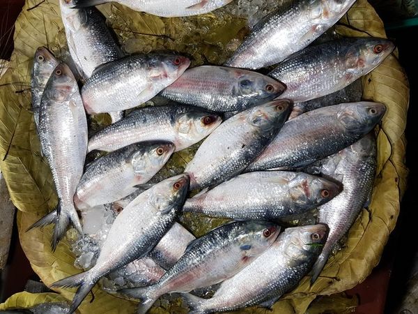 Dangers of eating fish