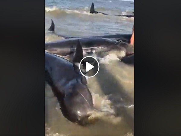 Whales come on beach