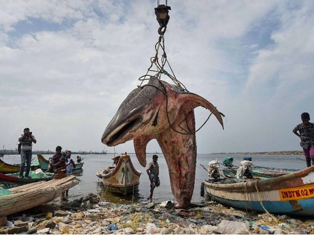 Photos च न नई सम द र तट पर म त म ल 19 5 फ ट व ह ल श र क Photos Whale Shark Washed Ashore Near Royapuram Fishing Harbour In Chennai Dies