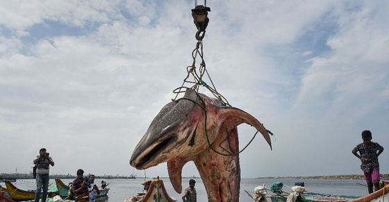 Photos च न नई सम द र तट पर म त म ल 19 5 फ ट व ह ल श र क Photos Whale Shark Washed Ashore Near Royapuram Fishing Harbour In Chennai Dies