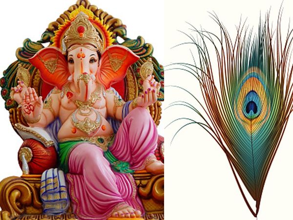 lord ganesha know the tips importance and significance of krishna peacock feathers morpankh