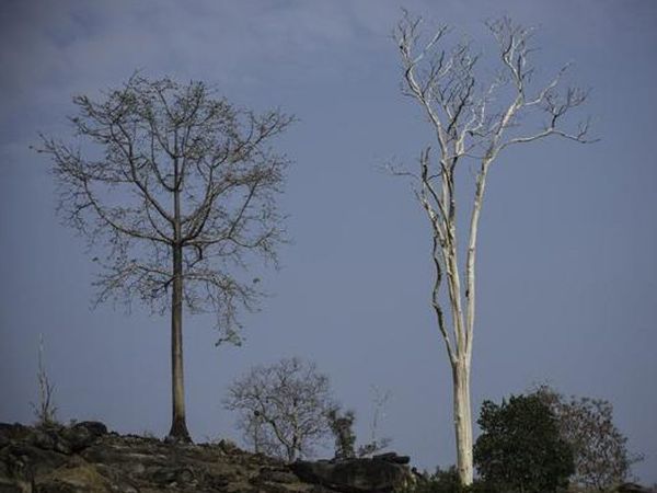 Animal species extinct due to desertification