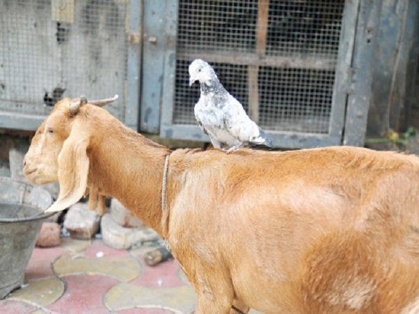 41 year old case of goat theft