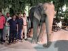 Missing jumbo Laxmi found