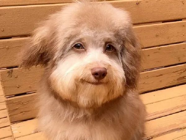 Dog of Human like Face