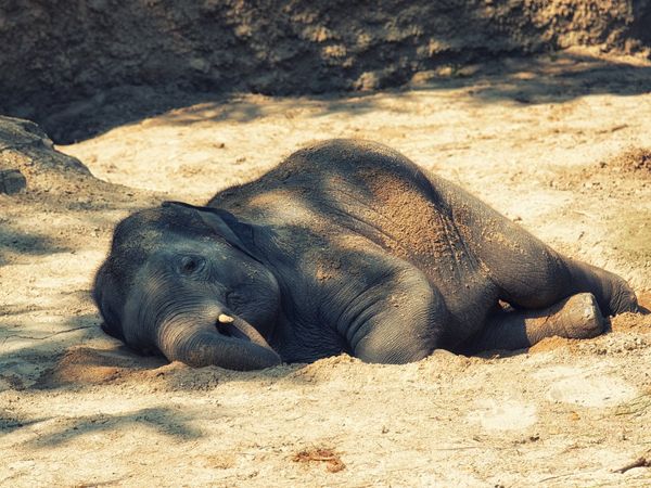 Elephants cross wires