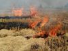 Parali burn in Punjab Delhi Pollution