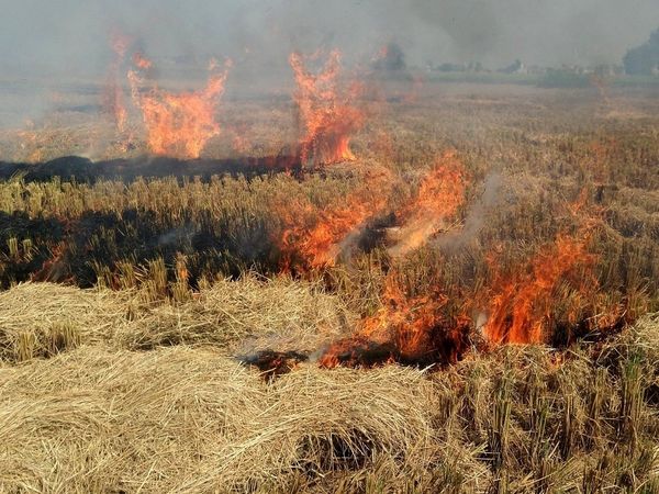 Parali burn in Punjab Delhi Pollution