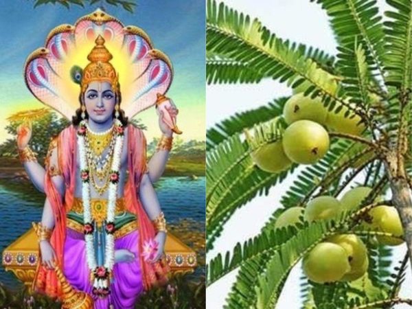 What to do on Amla Navami