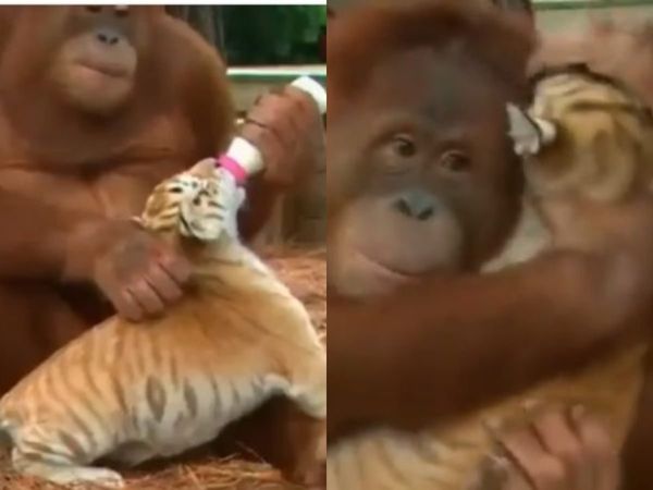 ape loves tigress cub