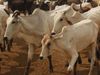Cow hostels to be built in Metropolitan cities