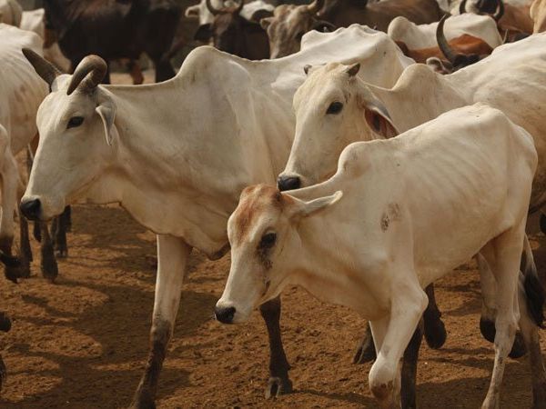 Cow hostels to be built in Metropolitan cities
