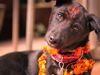  Dog kidnapped in maharashtra