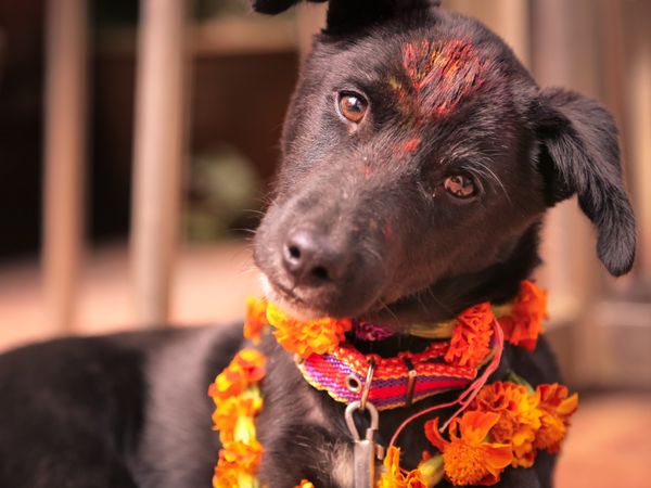  Dog kidnapped in maharashtra