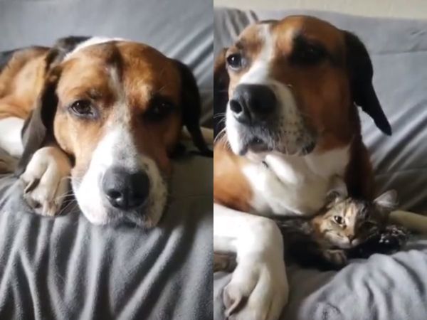 dog and cat