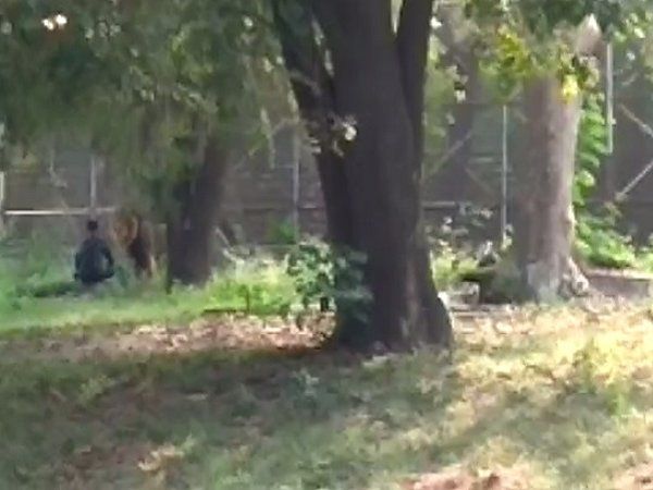 man falls in lionyard