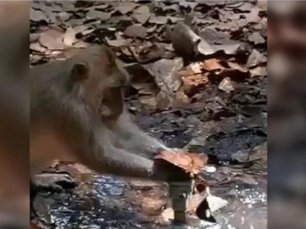 monkey saving water