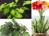 plants that reduce air pollution