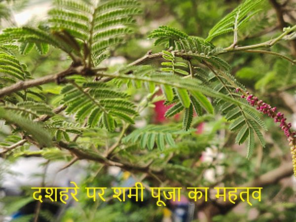  Dussehra 2019 shami pujan on vijyadashmi know vidhi tareeka upay importace katha story of this pujan