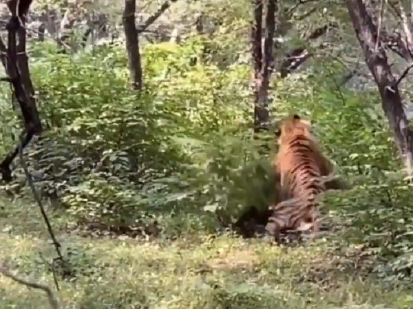 tigers fight