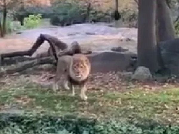 A 5-year-old boy playing with cubs, lioness came and mauled in Gujrat