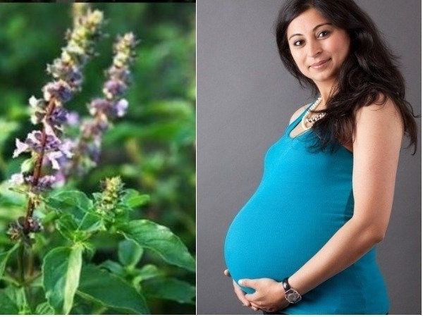 Health Benefits Of Eating Tulsi Leaves In Pregnancy