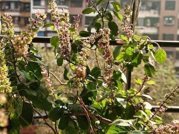 What happens when tulsi plant suddenly die 