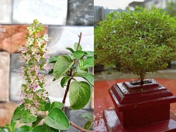 Why you should not break tulsi leaves on-sunday