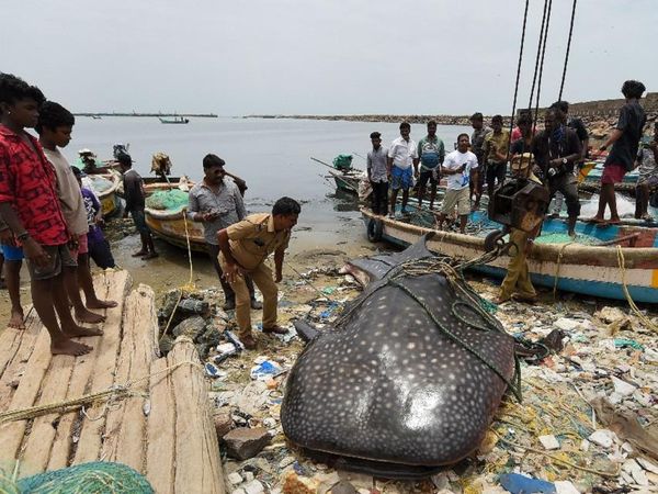 Photos च न नई सम द र तट पर म त म ल 19 5 फ ट व ह ल श र क Photos Whale Shark Washed Ashore Near Royapuram Fishing Harbour In Chennai Dies