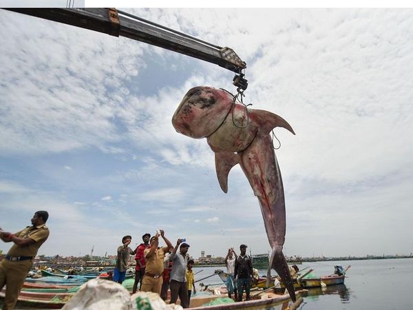 Photos च न नई सम द र तट पर म त म ल 19 5 फ ट व ह ल श र क Photos Whale Shark Washed Ashore Near Royapuram Fishing Harbour In Chennai Dies