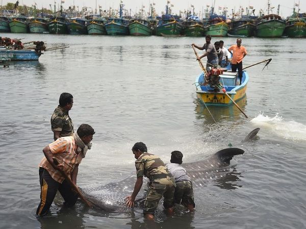 Photos च न नई सम द र तट पर म त म ल 19 5 फ ट व ह ल श र क Photos Whale Shark Washed Ashore Near Royapuram Fishing Harbour In Chennai Dies